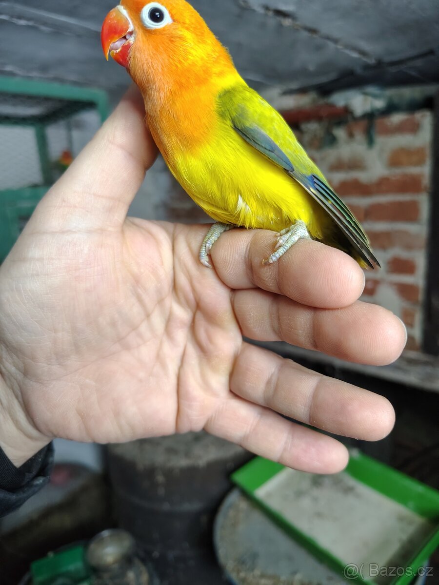 Agapornis fischeri - 3