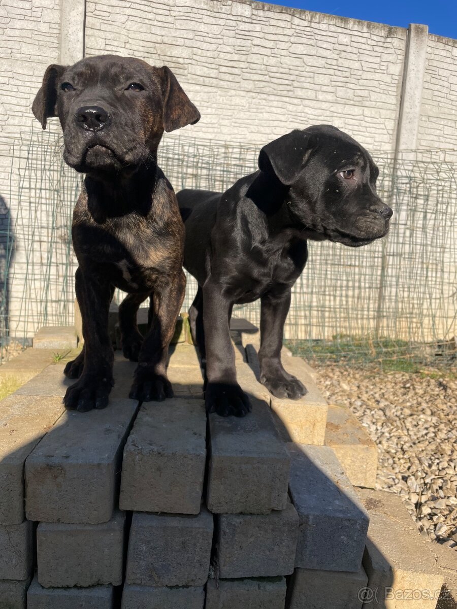 Americký bandog - 3