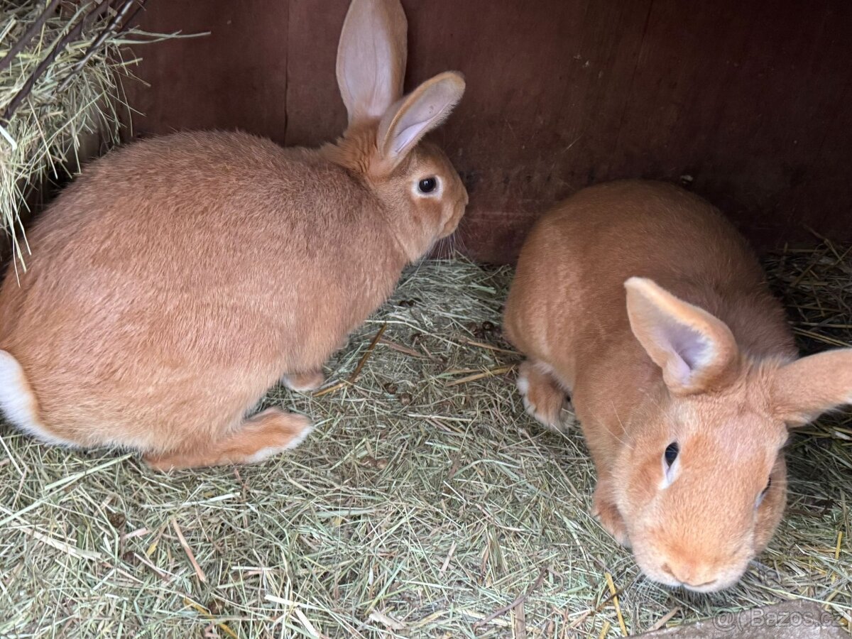 Burgundský králík (samci i samice) - 3