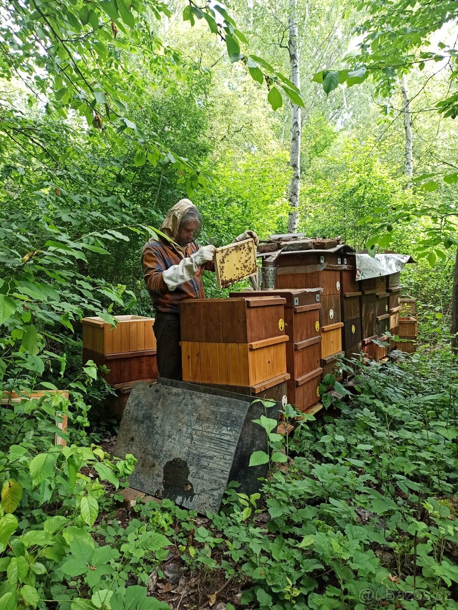 Včelí oddělky 2026 - 3