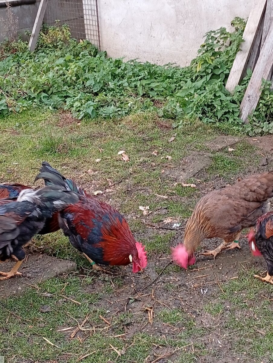 Kohouti vlaška koroptví - 3