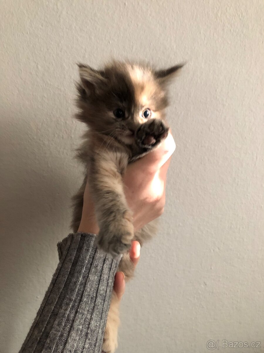 Koťata Mainská mývalí bez PP - 3