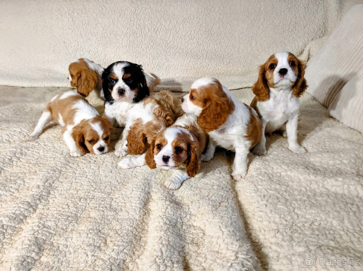 Kavalír king Charles španěl - 3