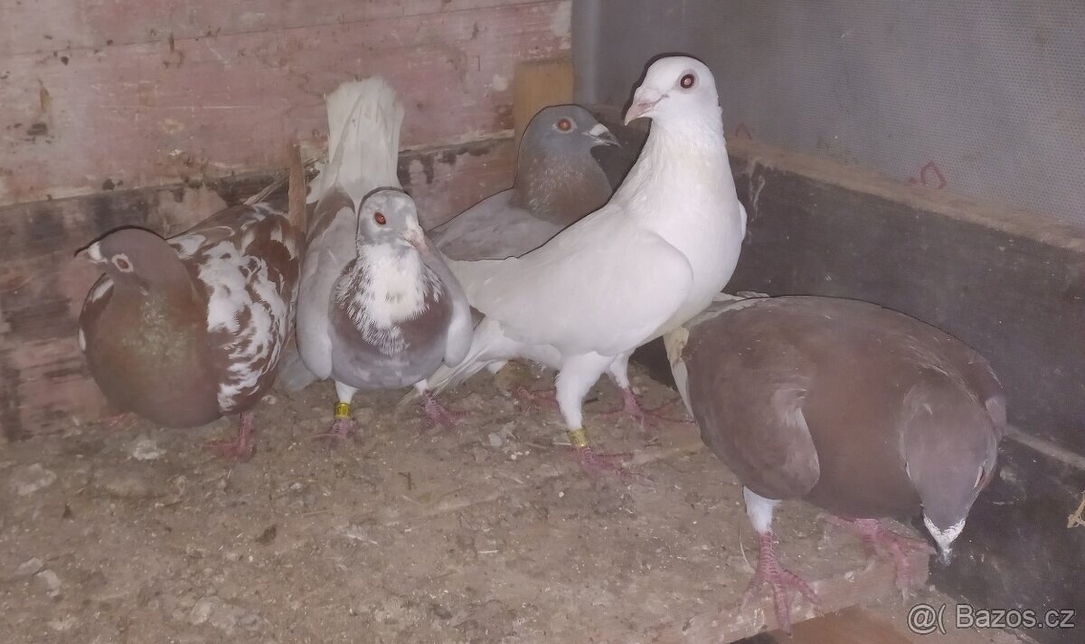 Poštovní holubi - 3