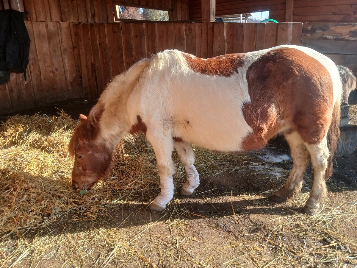 Nabidka ustajeni - 3