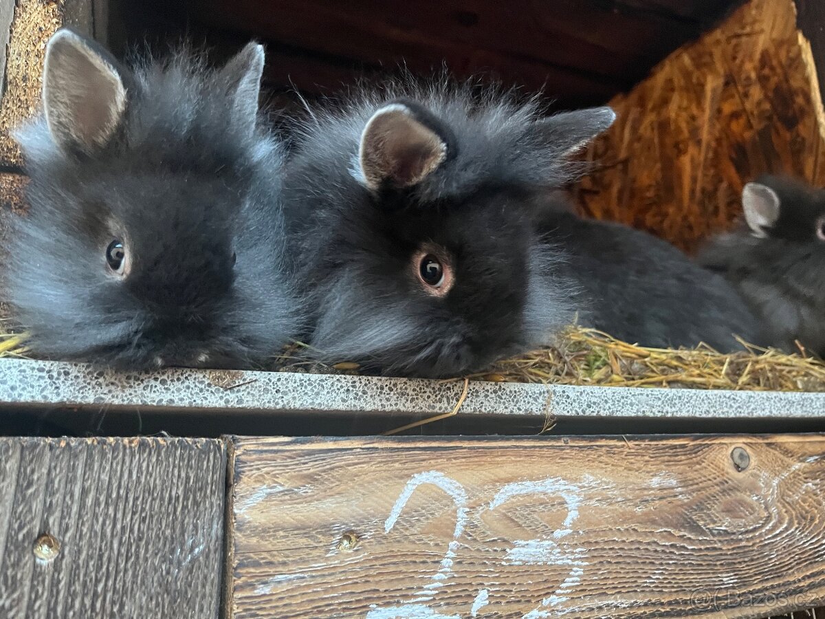 Zakrslý králíčci - 3