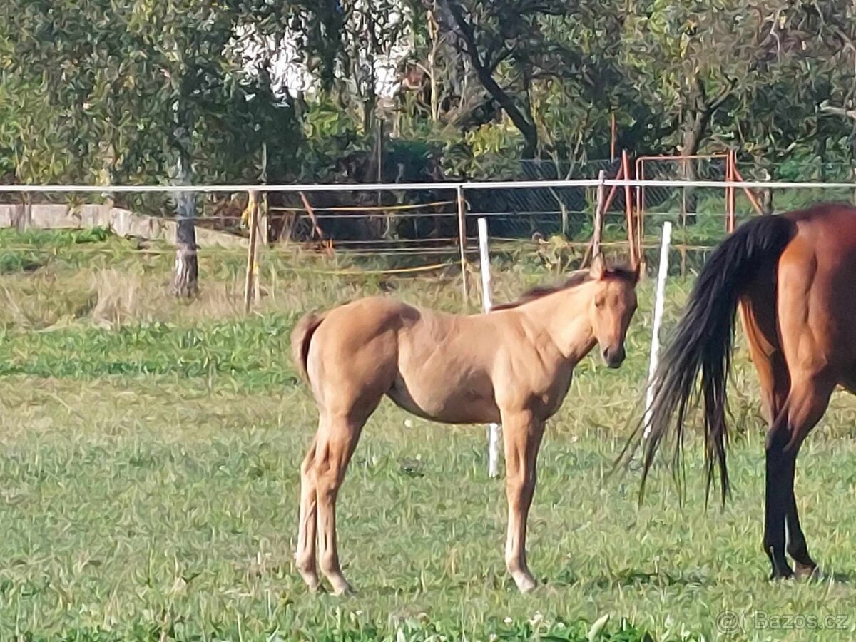 AQH kobylka - 3