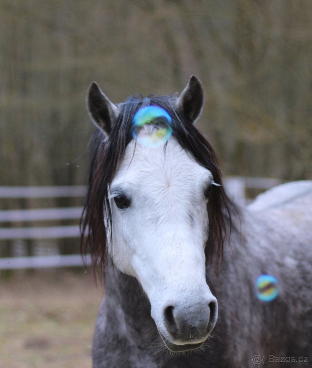 Ustájení pro hřebečky - 3