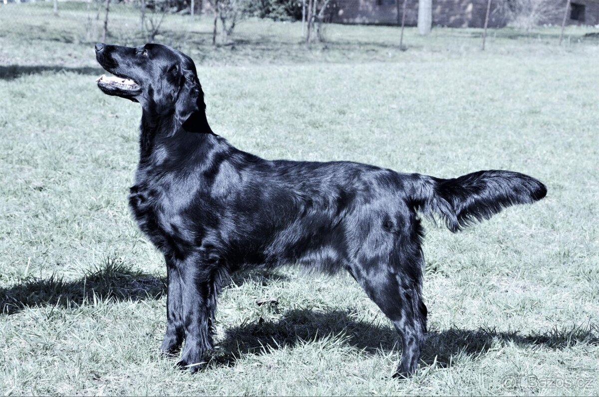 Flat Coated Retriever- černá štěňátka s PP - 3