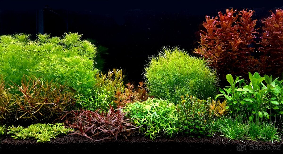 Realizace, revitalizace a údržba sladkovodních akvárií - 3