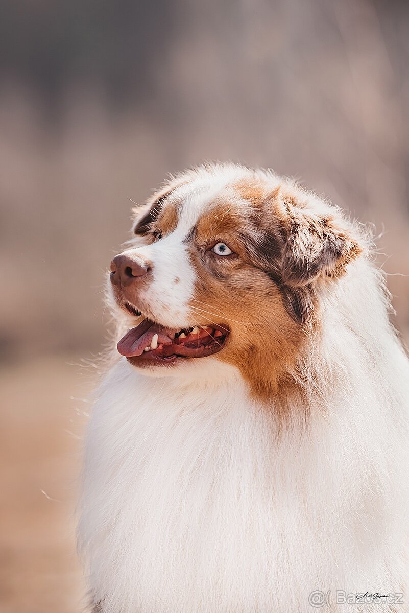 Australský ovčák s PP - 3