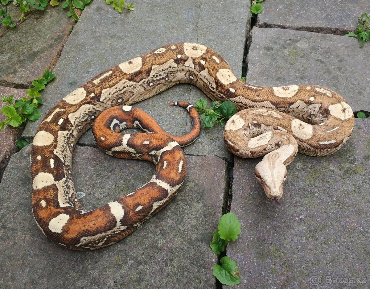 Boa imperator - Aztec Anery het VPI, VPI Jungle Aztec - 3