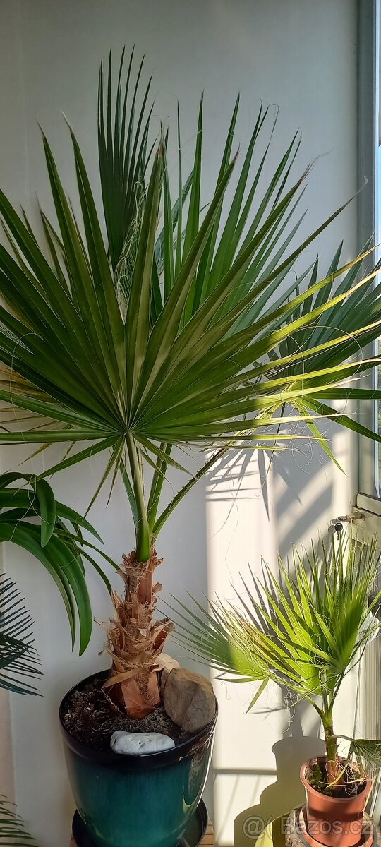 Palma Washington - 3