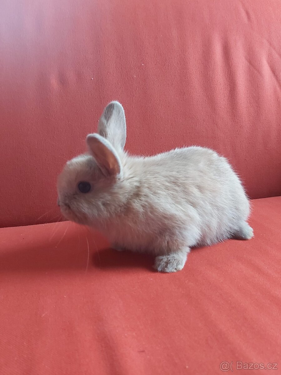 Zakrsly králík Snezenka - 3