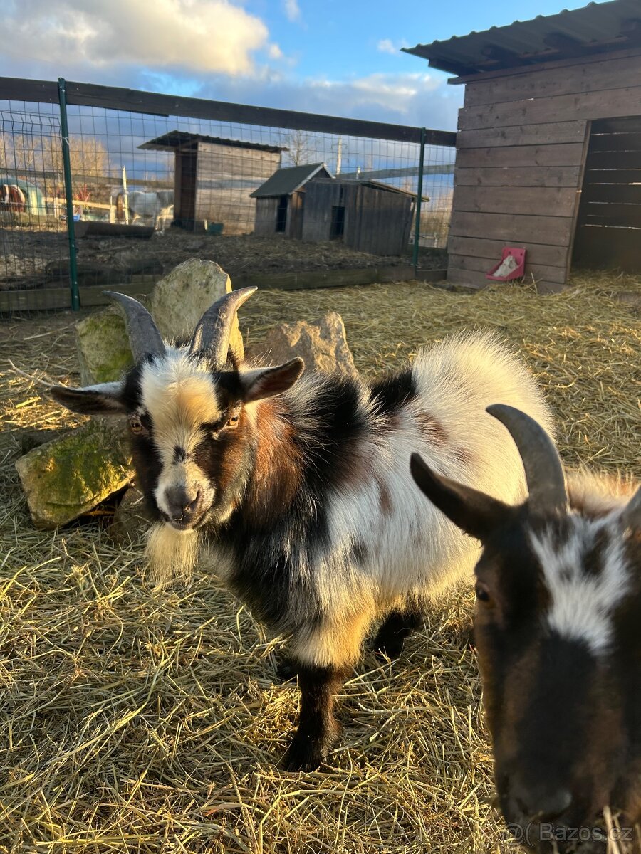 Holandský kozel - 3