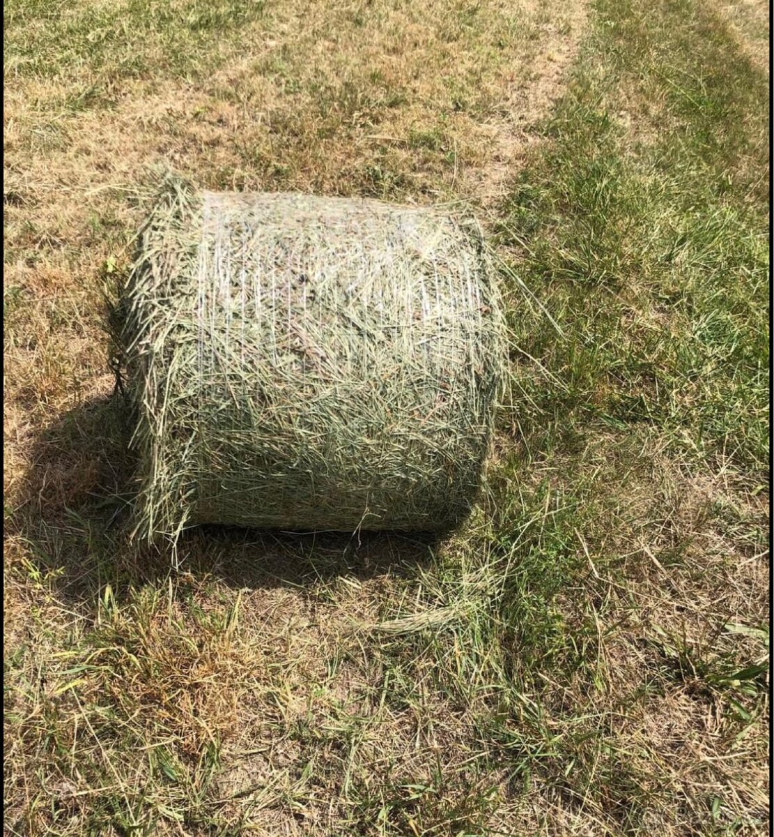 Male baliky sena - 3