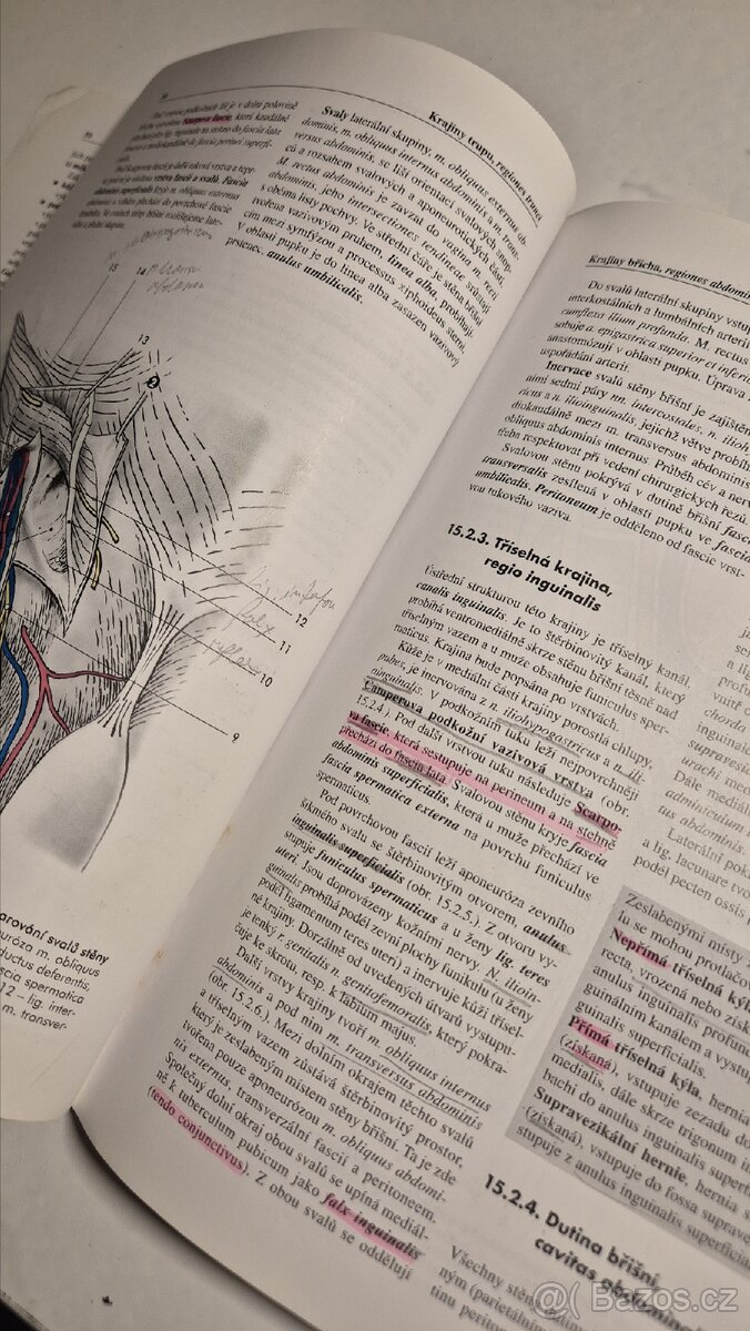 Grim - Základy anatomie skripta - 3
