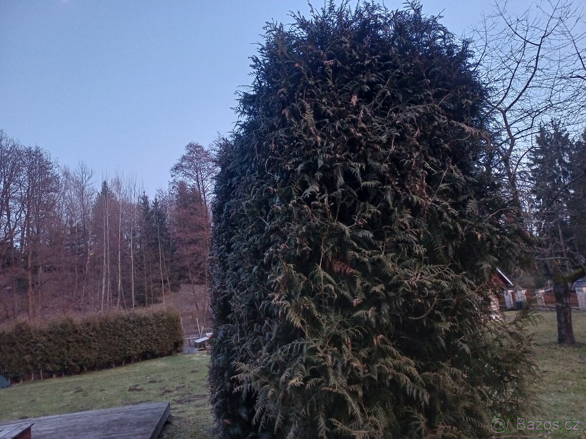 Prodám vzrostlé tůje na živý plot - 3