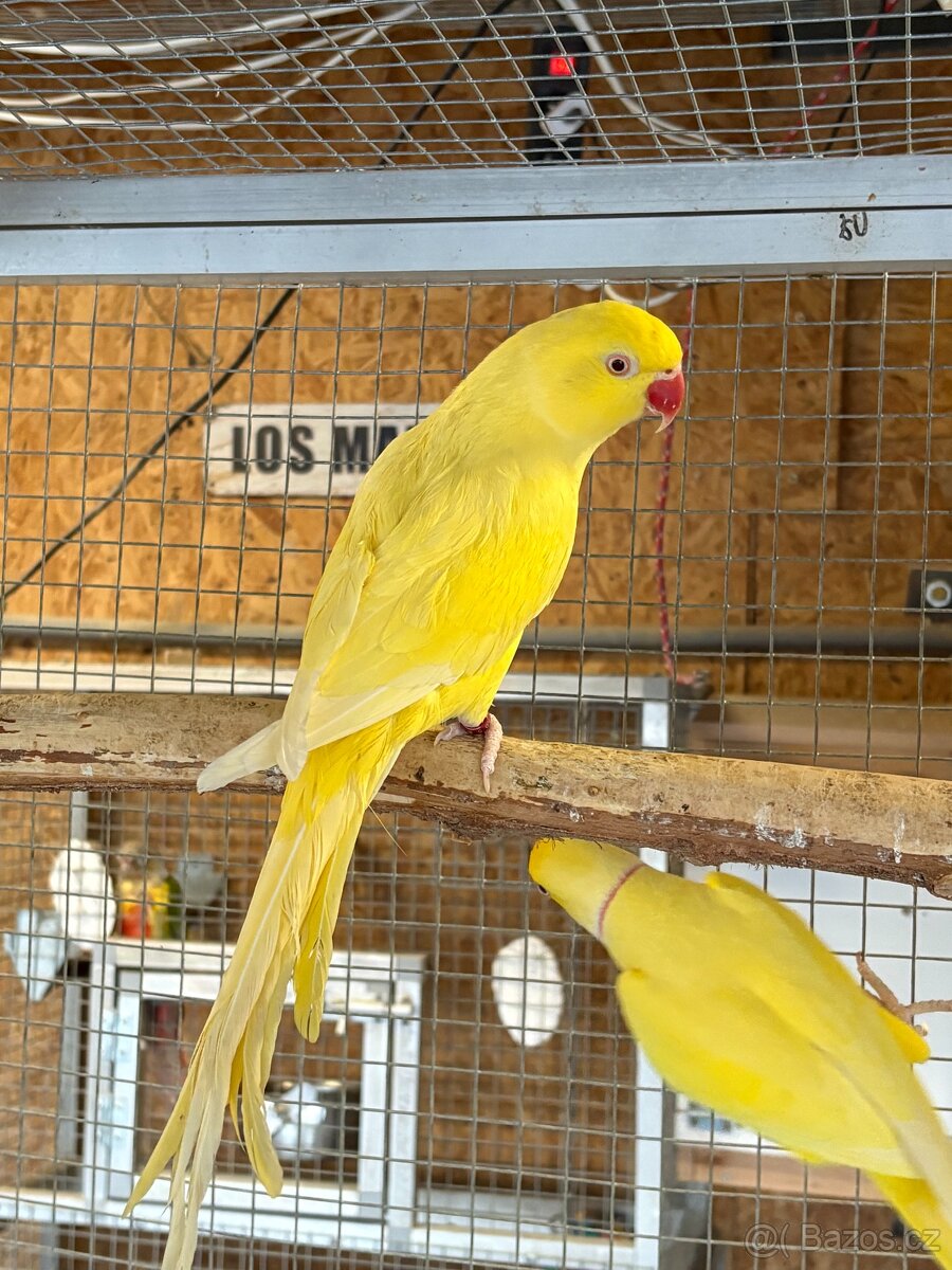 Alexandři malí lutino Samice - 3