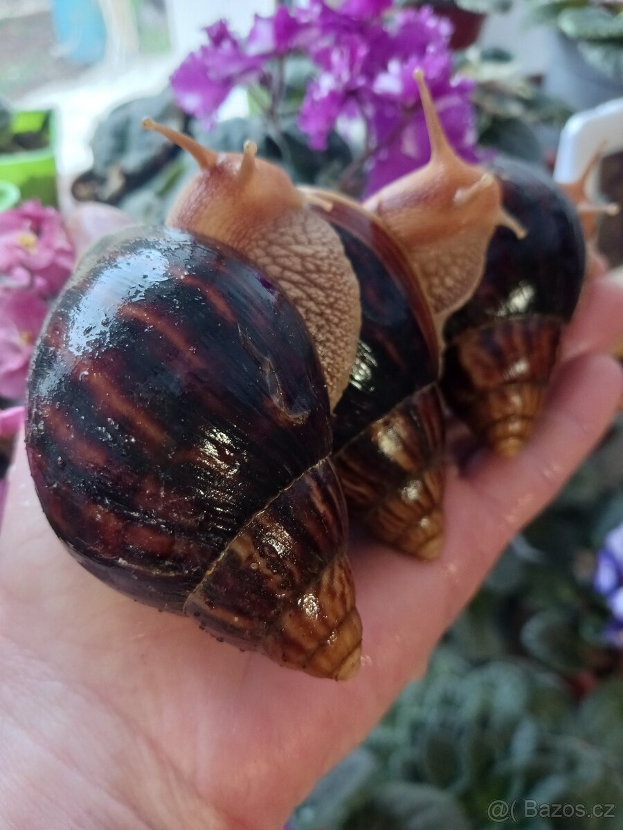 Afričtí šnečci - 3