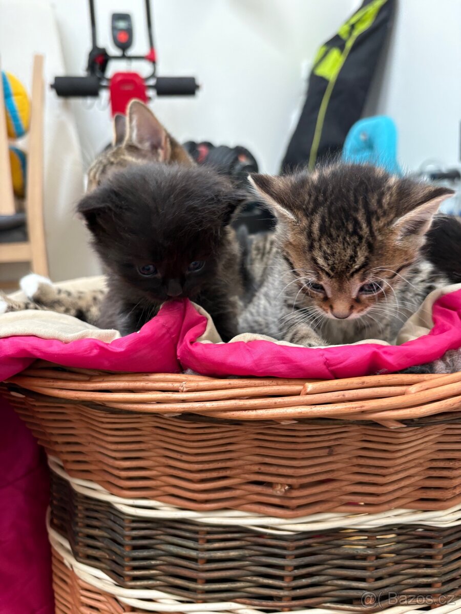 Bengálská/britská koťata - 3