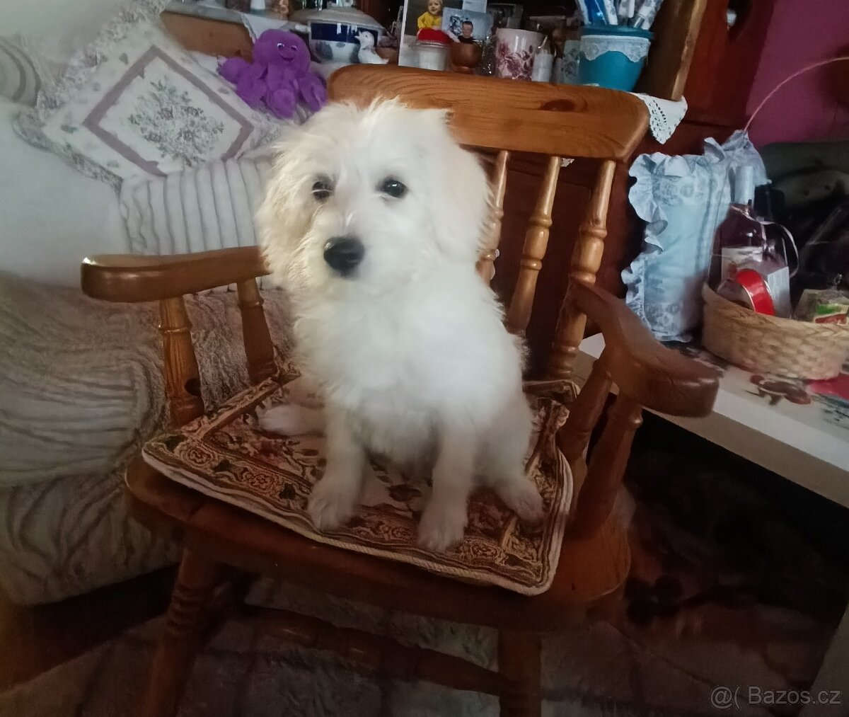 Maltézský psík - 3