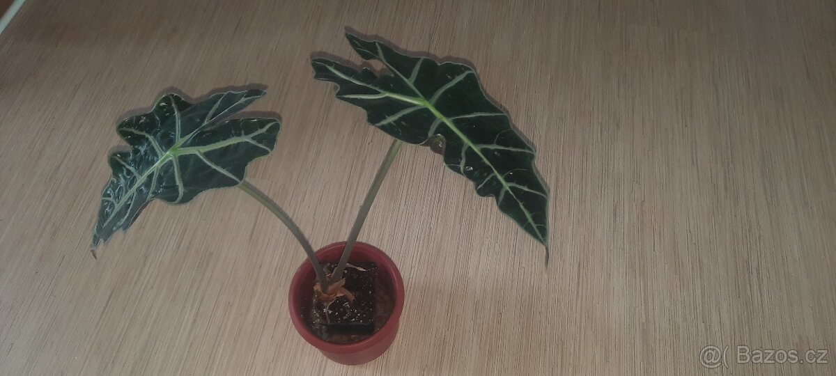 Alocasia Polly - 3