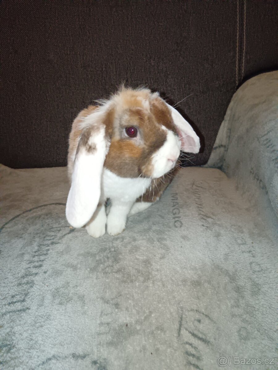 Zakrslý králík beránek hnědý s bílým - kluk - 3