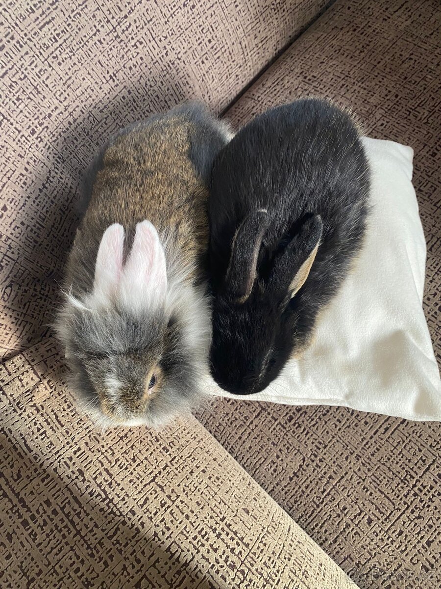 Zakrslý králík - 3