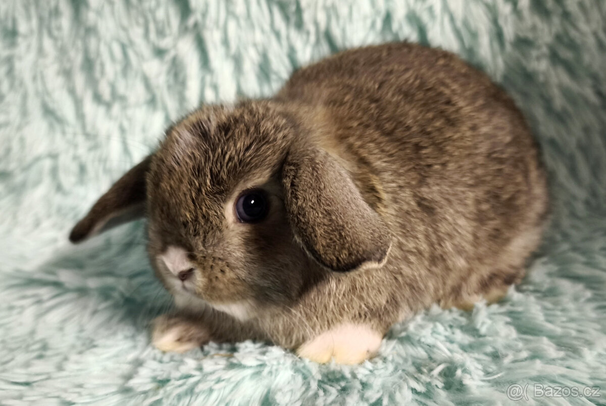 ⭐️ Vánoční ⭐️ Zakrslý beránek 🍀 S2 🍀 - 3