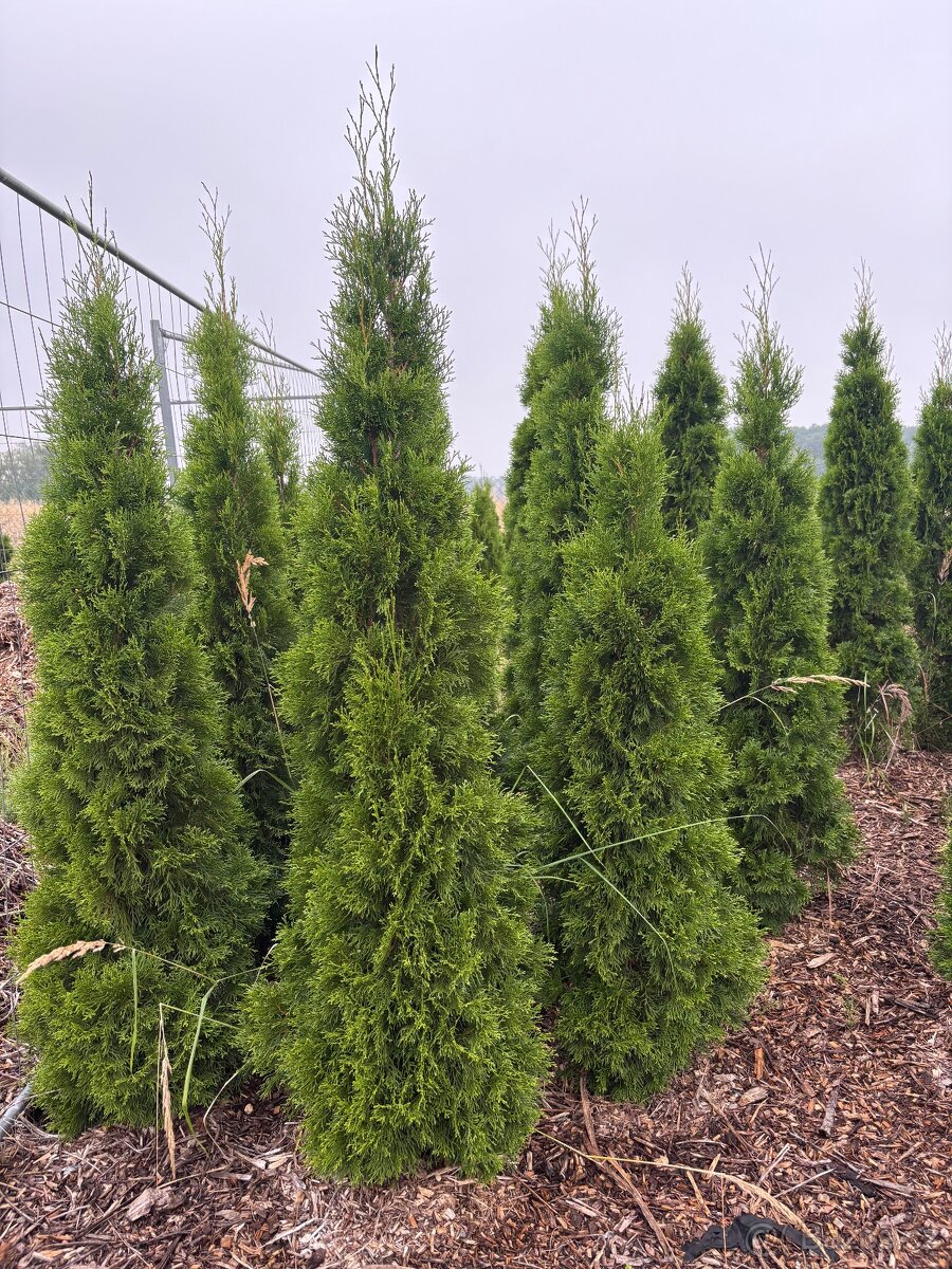 Túje Smaragd na živý plot - 3