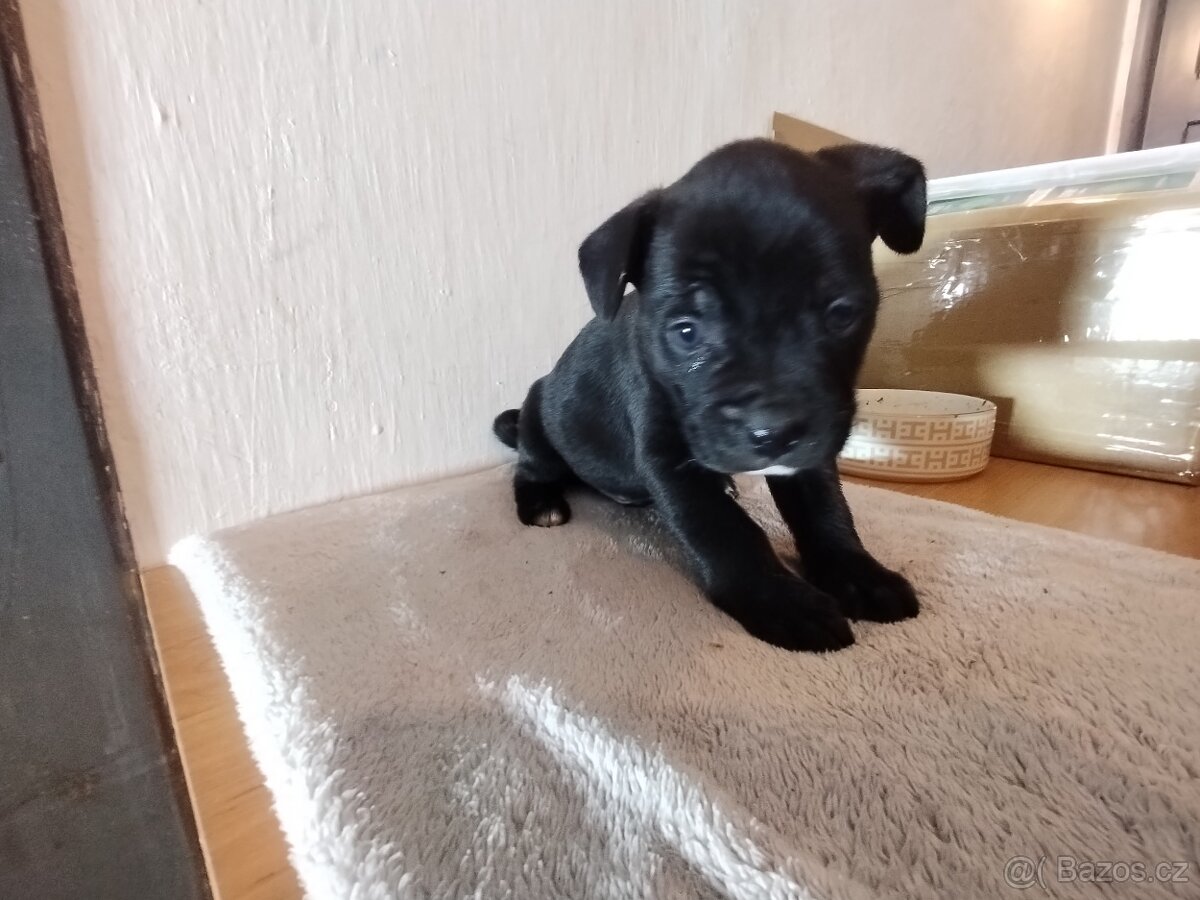 Štěňata - 3