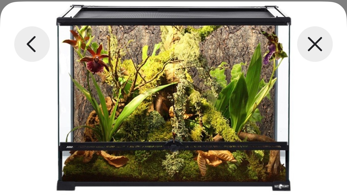 Pagekon řasnatý plus terárium - 3