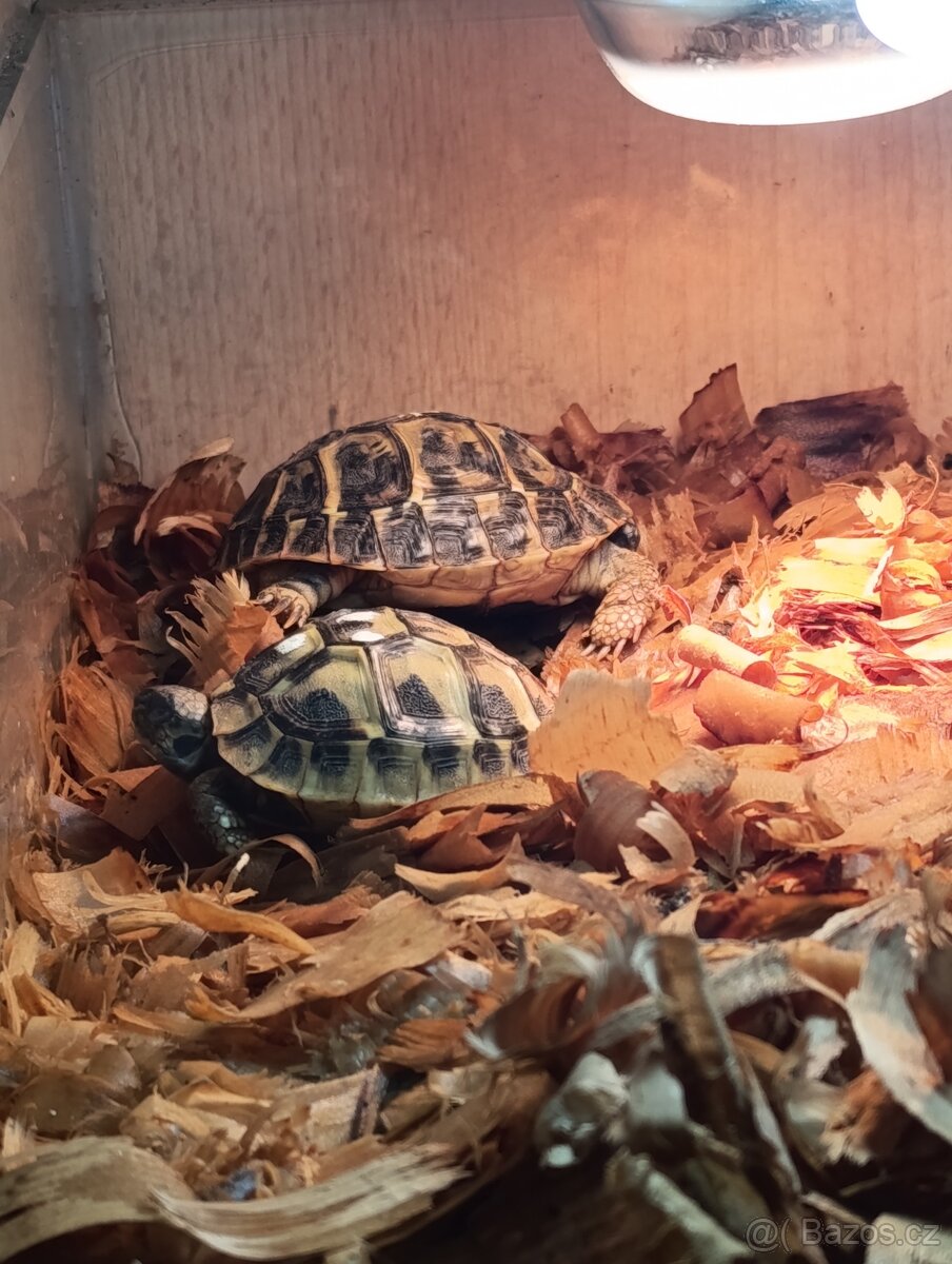 Prodám želvy zelenavé - 3