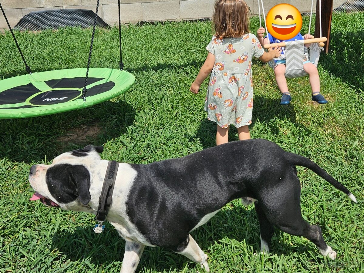 Americký stafordšírský teriér - 3