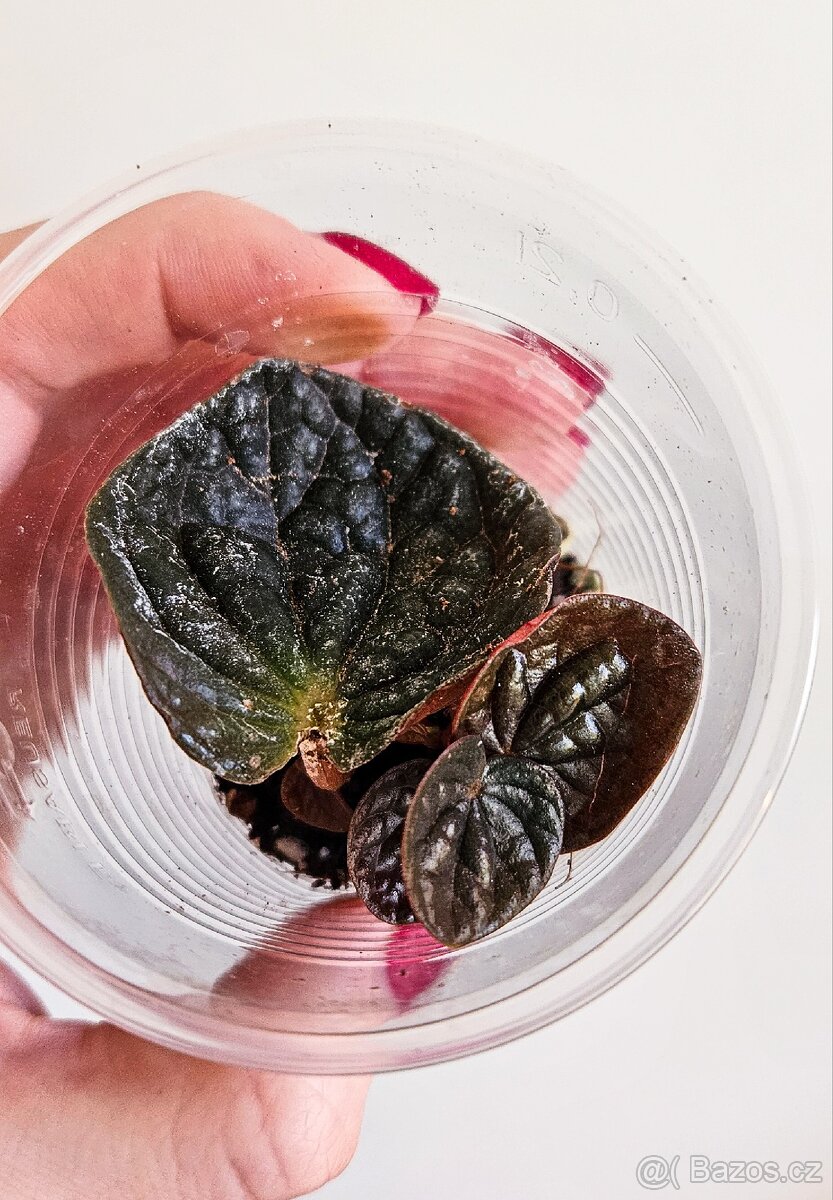 Peperomia Chocolat - 3