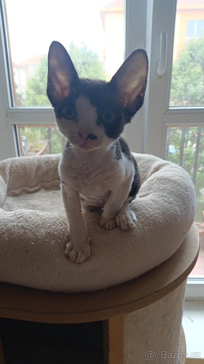 Devon Rex - koťátko bez PP - 3