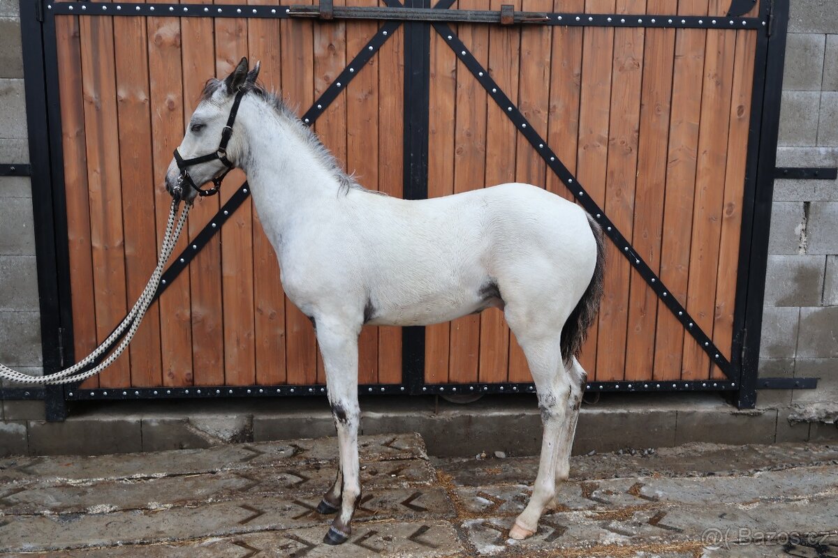 Appaloosa hřebeček - 3