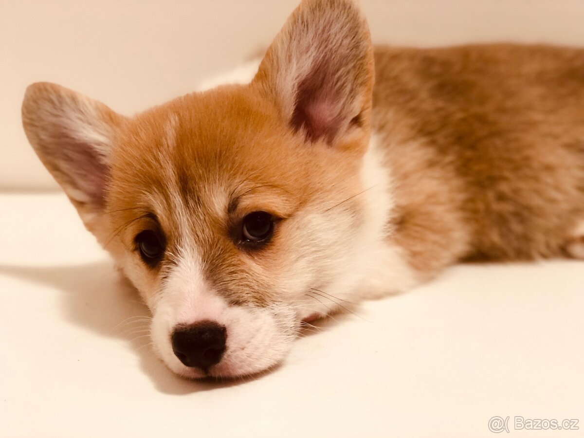welsh corgi - 3
