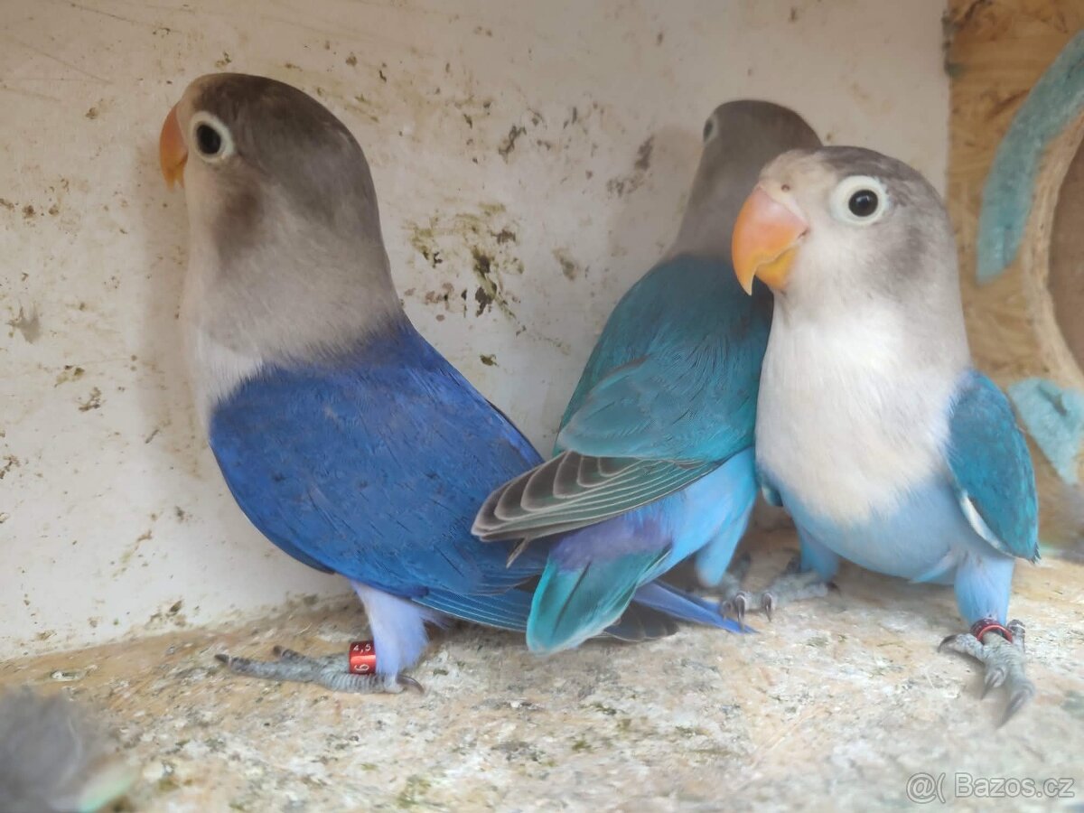 Agapornis - 3