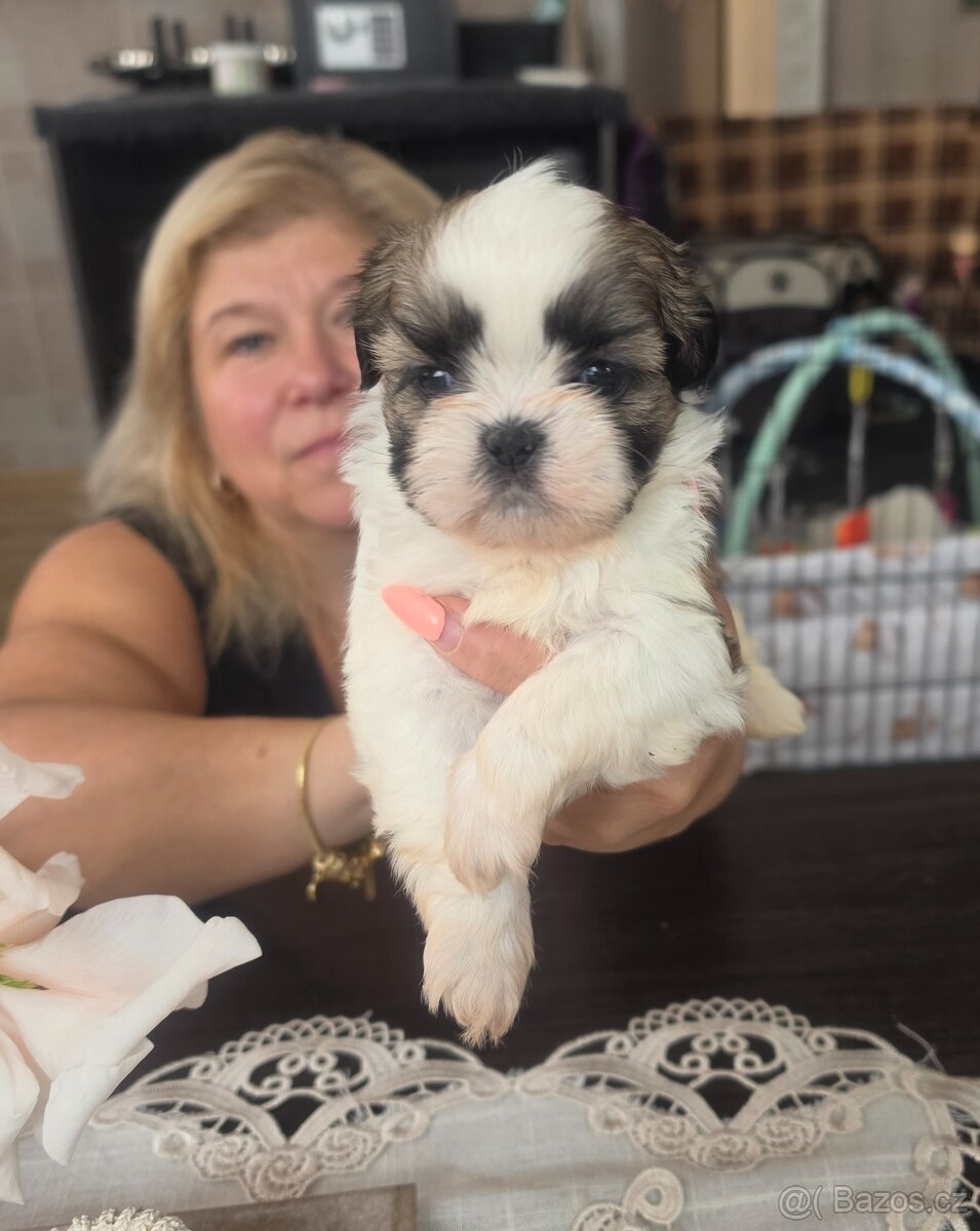 Shih-tzu, shih tzu - 3