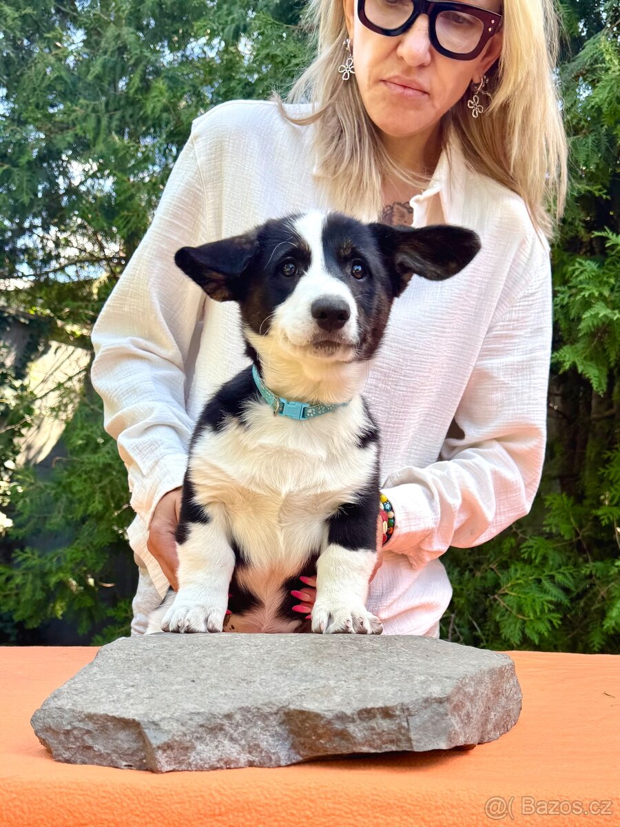 Welsh corgi cardigan s PP. - 3