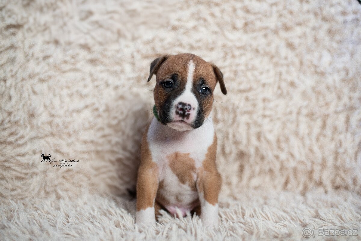 Americký stafordšírský teriér s PP - 3