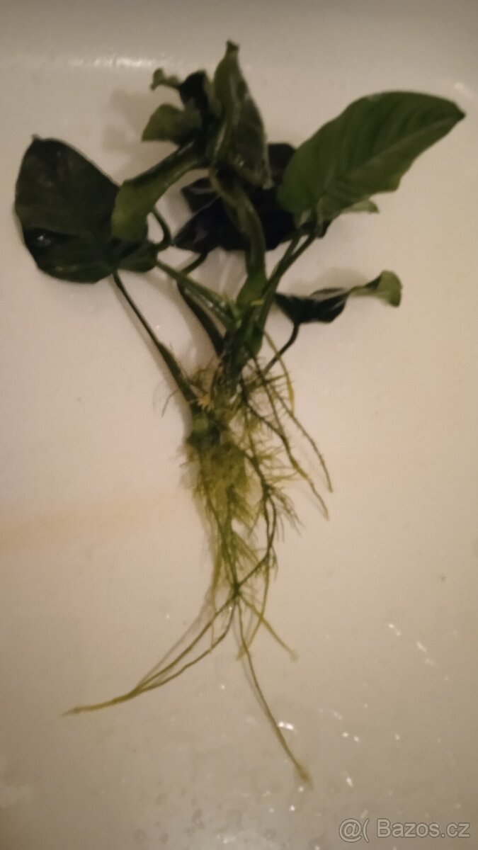 Akvarijní rostliny - 3