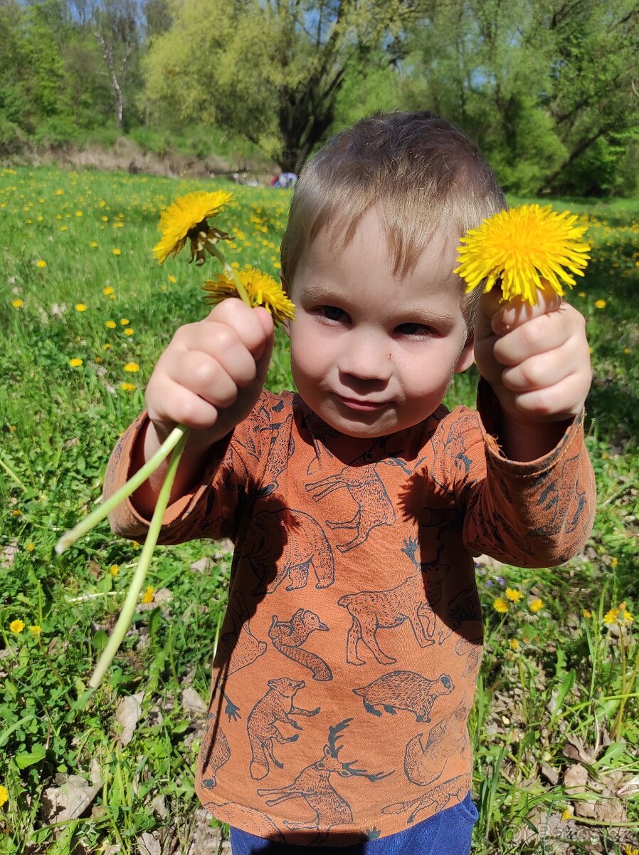 Pampeliškový med (sirup) - 3