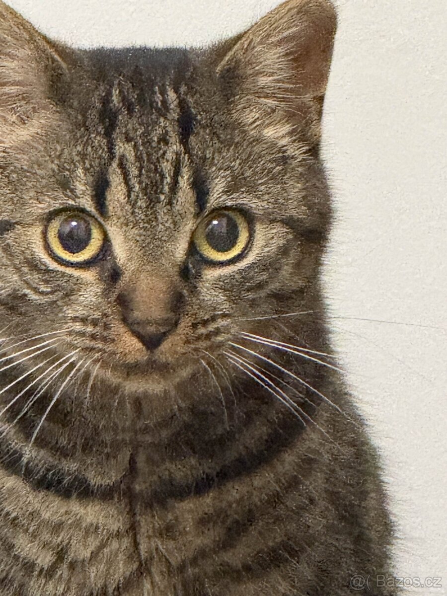 Daruji 2 roky starou kočičku, kastrovaná. + vybavení. - 3