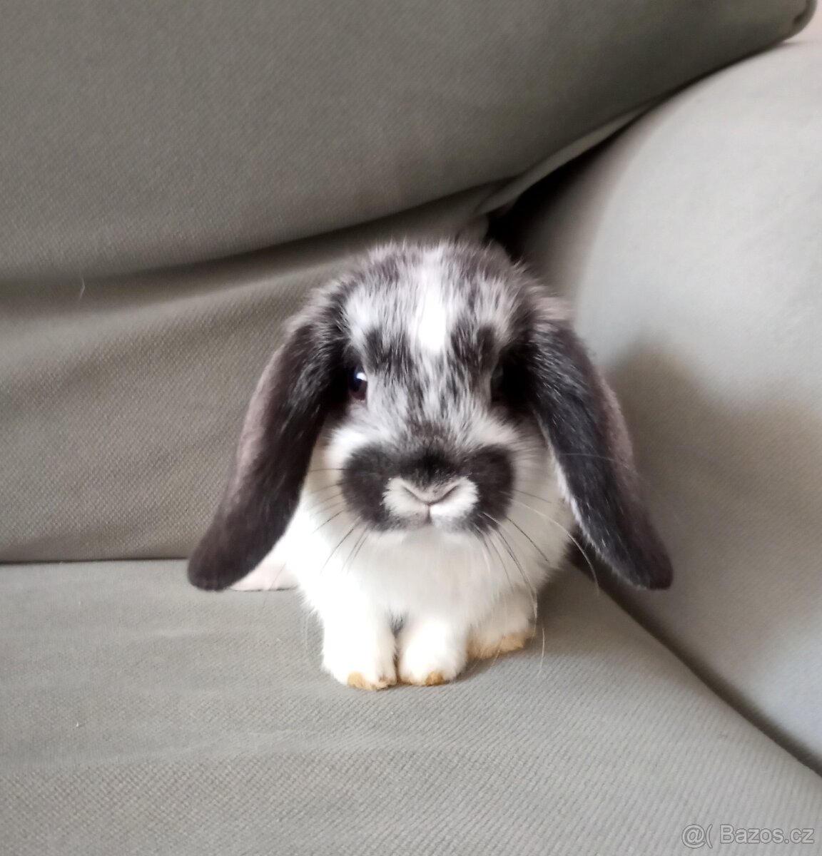 Zakrslý beránek králíček - 3