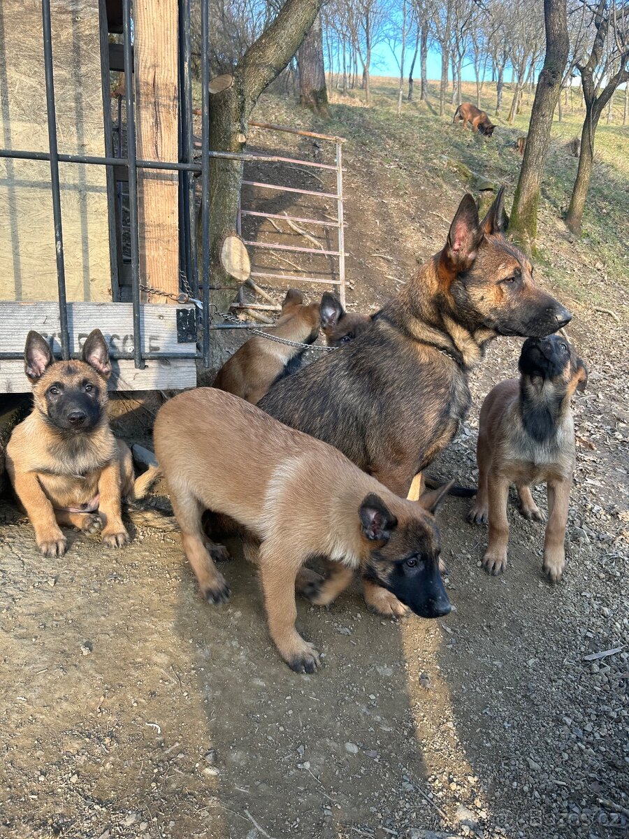 Štěňata belgický ovčák - 3