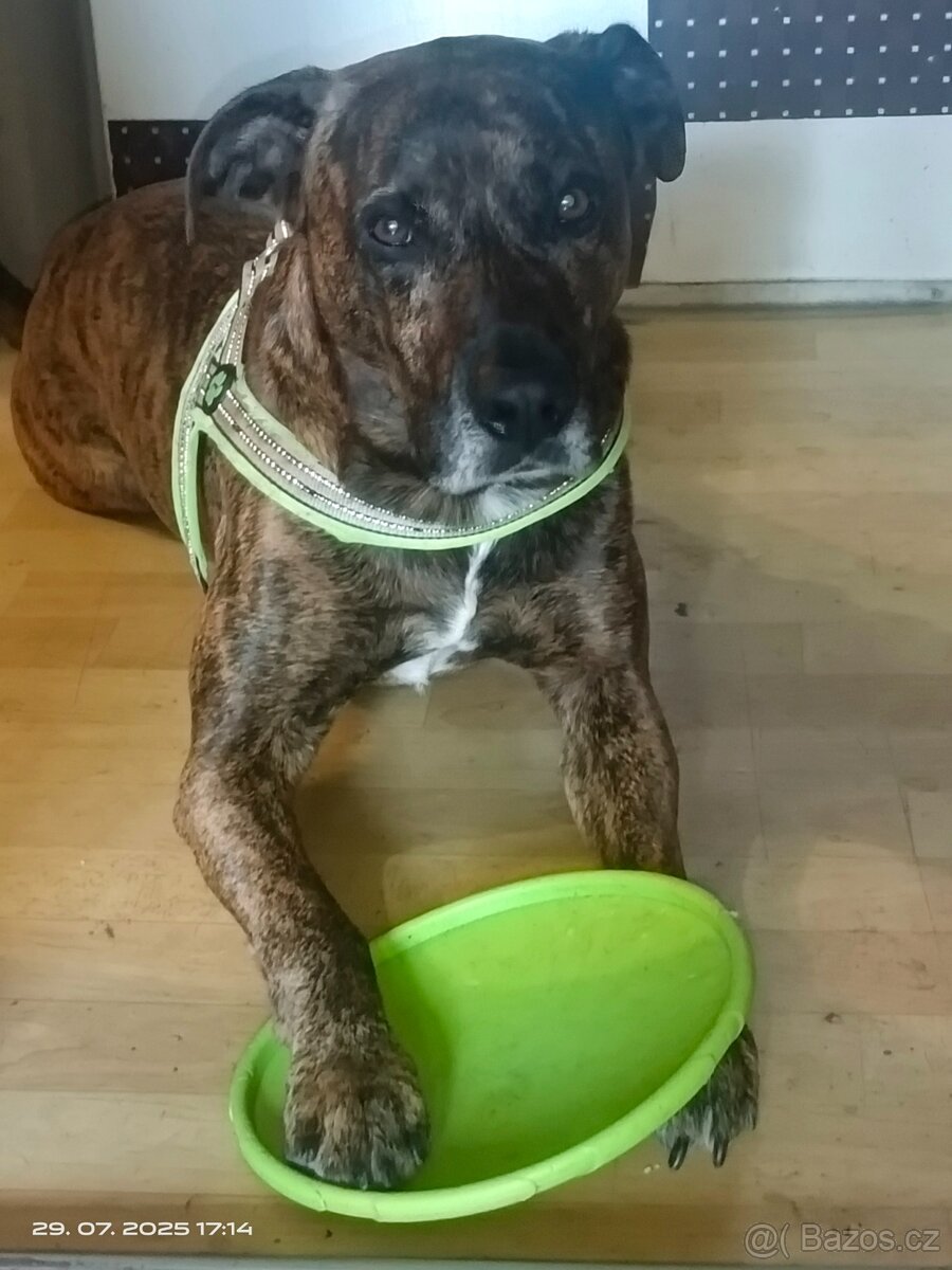 🐕 Krytí psa-hledáme fenečku 🐕 - 3