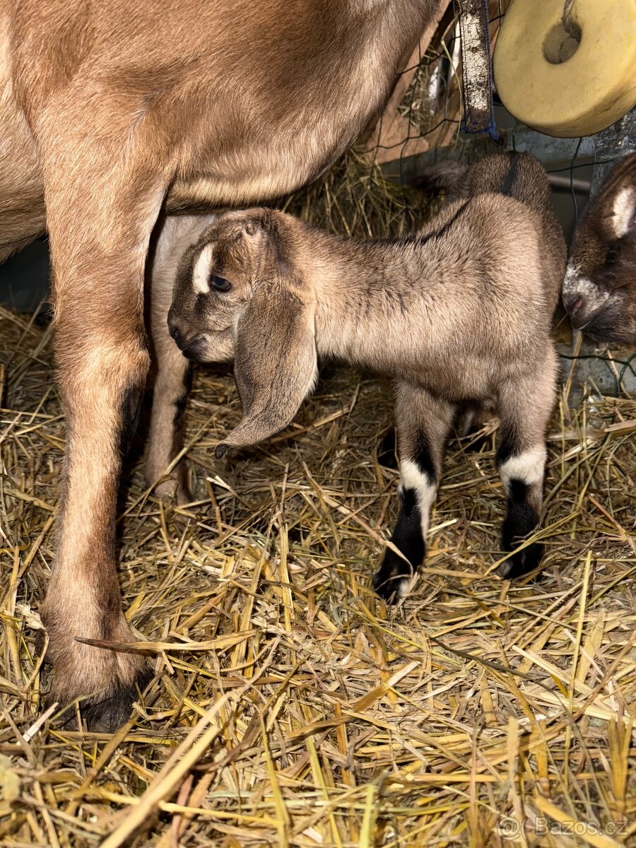 Anglonubijska koza - 3